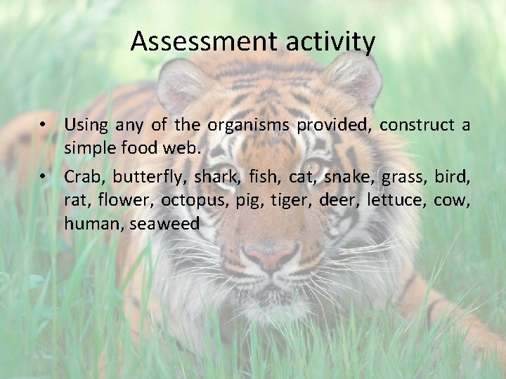 Assessment activity • Using any of the organisms provided, construct a simple food web.