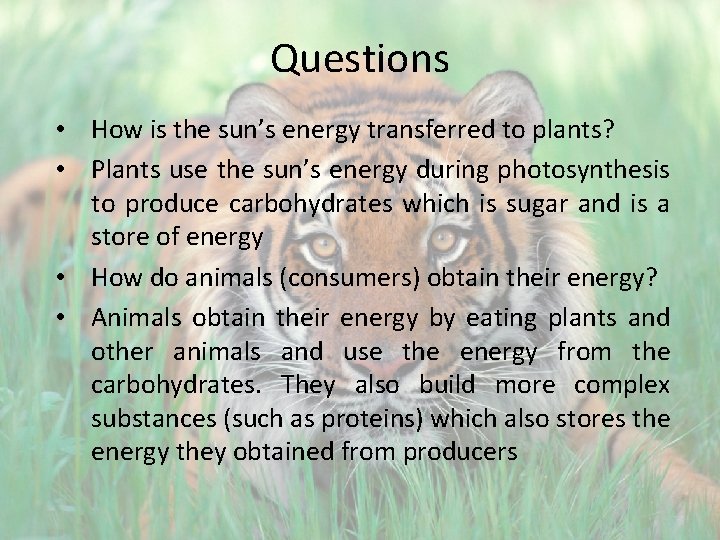 Questions • How is the sun’s energy transferred to plants? • Plants use the
