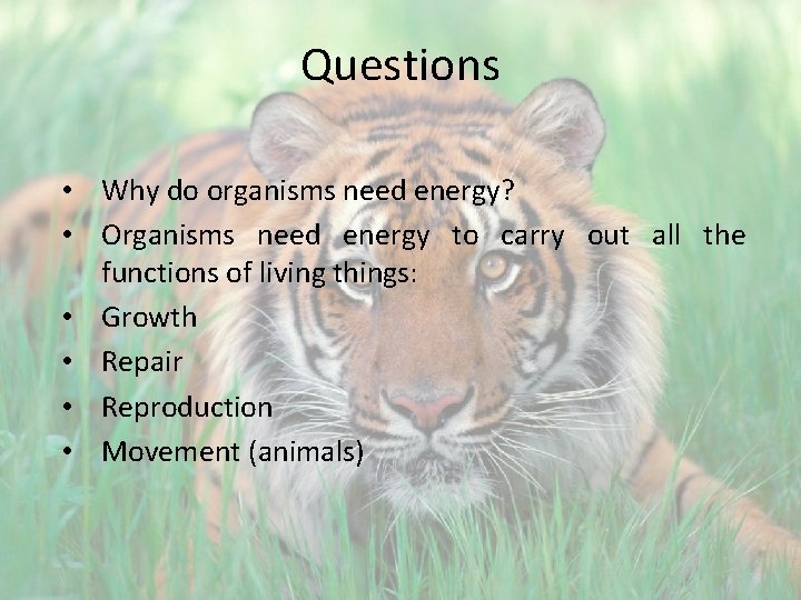 Questions • Why do organisms need energy? • Organisms need energy to carry out