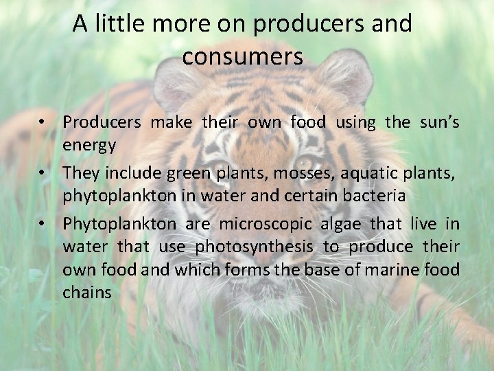 A little more on producers and consumers • Producers make their own food using