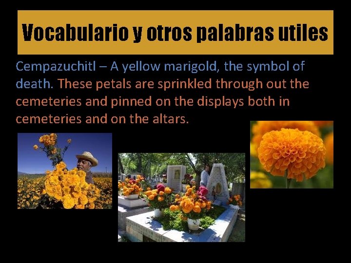 Vocabulario y otros palabras utiles Cempazuchitl – A yellow marigold, the symbol of death.