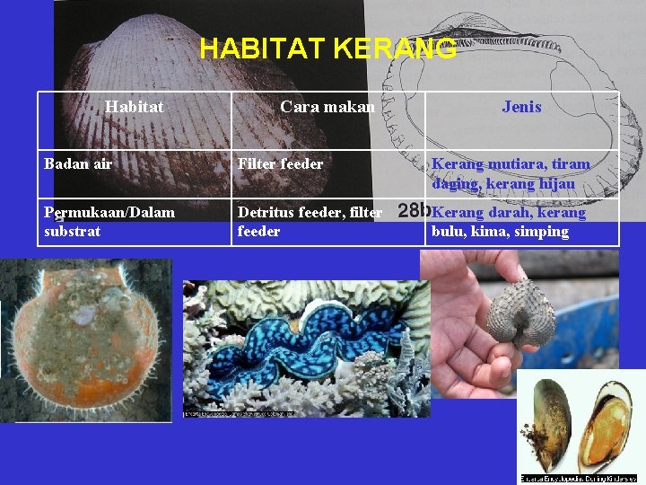 HABITAT KERANG Habitat Cara makan Jenis Badan air Filter feeder Kerang mutiara, tiram daging,