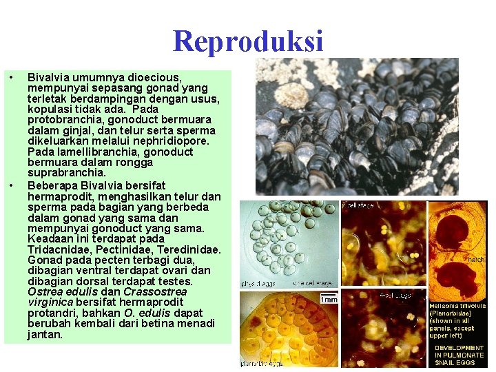 Reproduksi • • Bivalvia umumnya dioecious, mempunyai sepasang gonad yang terletak berdampingan dengan usus,