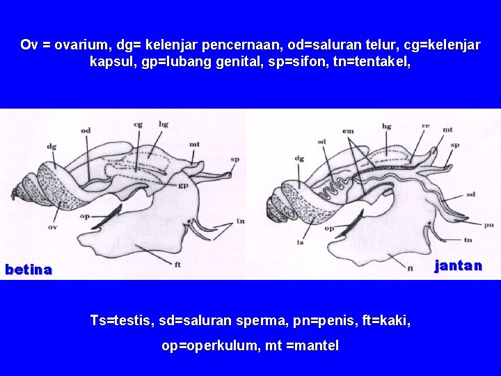 Ov = ovarium, dg= kelenjar pencernaan, od=saluran telur, cg=kelenjar kapsul, gp=lubang genital, sp=sifon, tn=tentakel,