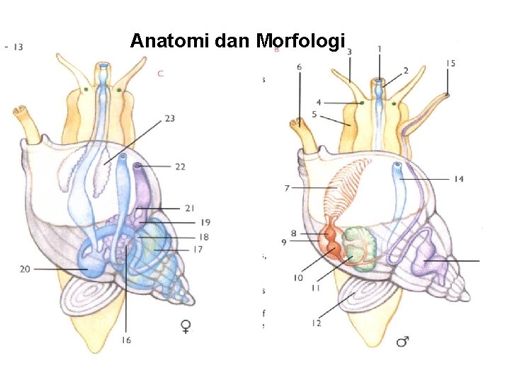 Anatomi dan Morfologi 