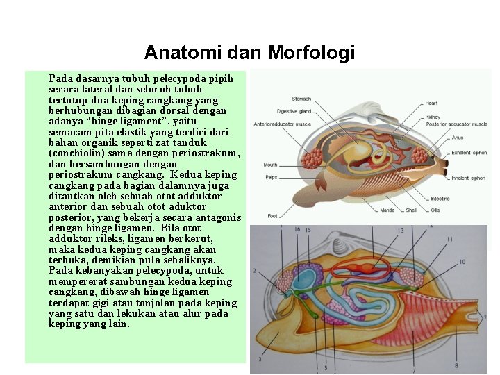 Anatomi dan Morfologi Pada dasarnya tubuh pelecypoda pipih secara lateral dan seluruh tubuh tertutup