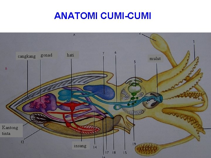 ANATOMI CUMI-CUMI cangkang gonad hati mulut Kantong tinta insang 