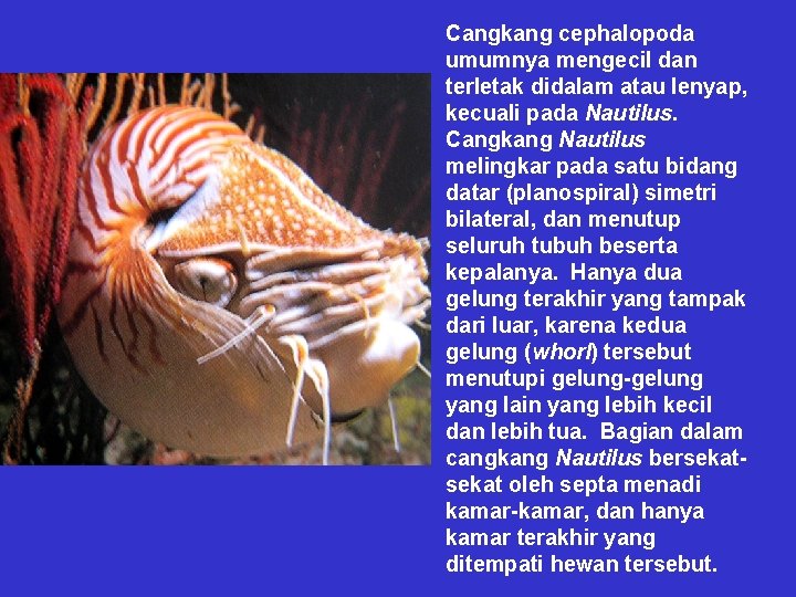 Cangkang cephalopoda umumnya mengecil dan terletak didalam atau lenyap, kecuali pada Nautilus. Cangkang Nautilus