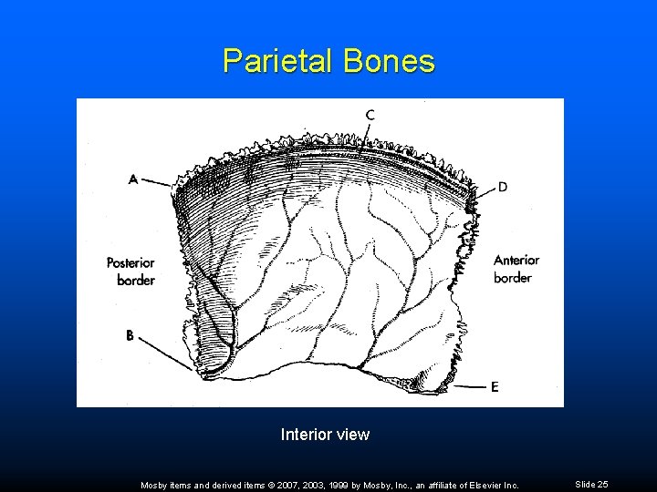 Parietal Bones Interior view Mosby items and derived items © 2007, 2003, 1999 by
