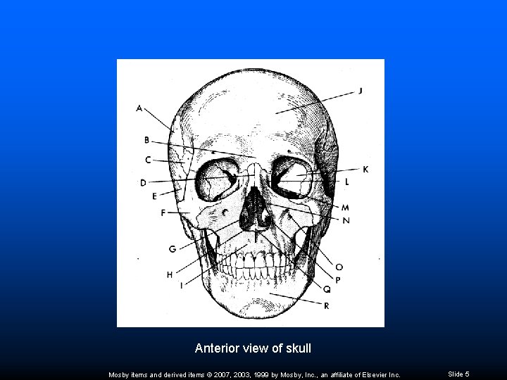 Anterior view of skull Mosby items and derived items © 2007, 2003, 1999 by