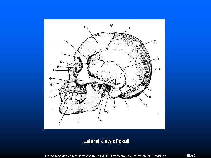 Lateral view of skull Mosby items and derived items © 2007, 2003, 1999 by