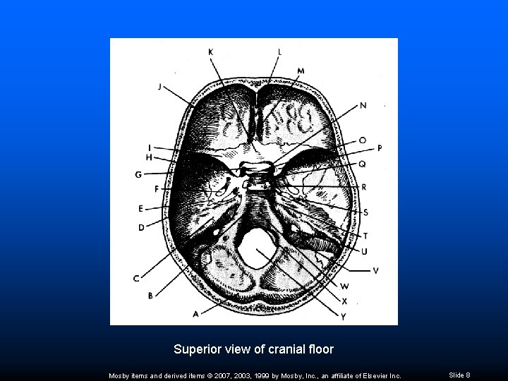 Superior view of cranial floor Mosby items and derived items © 2007, 2003, 1999