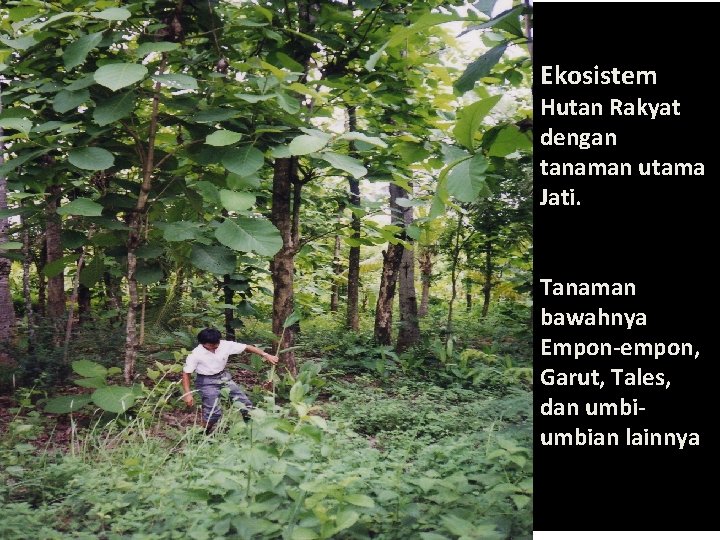 Ekosistem Hutan Rakyat dengan tanaman utama Jati. Tanaman bawahnya Empon-empon, Garut, Tales, dan umbian