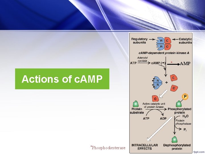* Actions of c. AMP *Phosphodiesterase AMP 
