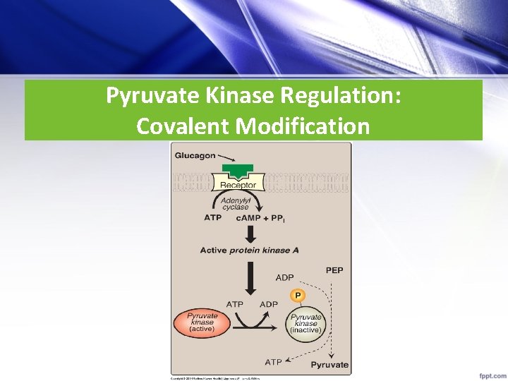 Pyruvate Kinase Regulation: Covalent Modification 