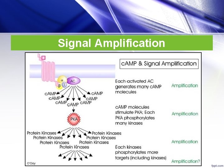 Signal Amplification 