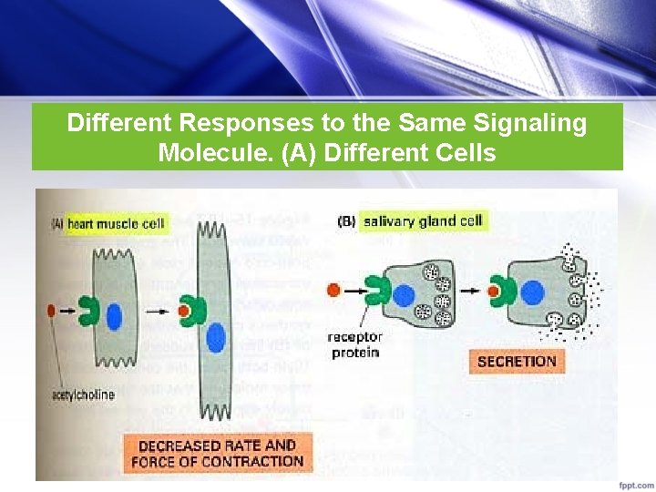 Different Responses to the Same Signaling Molecule. (A) Different Cells 