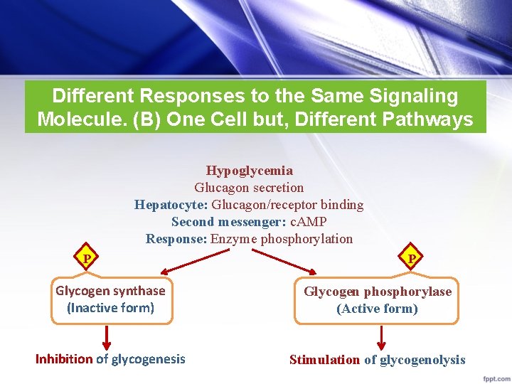 Different Responses to the Same Signaling Molecule. (B) One Cell but, Different Pathways Hypoglycemia