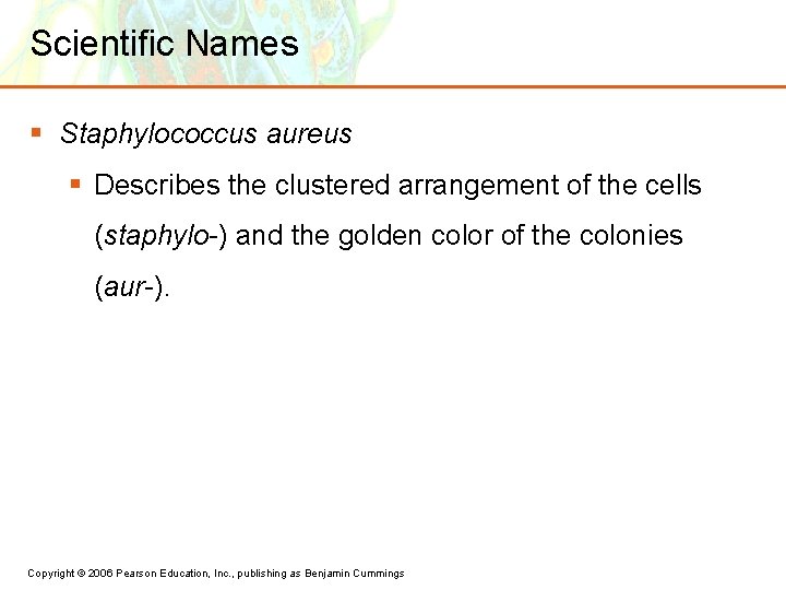 Scientific Names § Staphylococcus aureus § Describes the clustered arrangement of the cells (staphylo-)