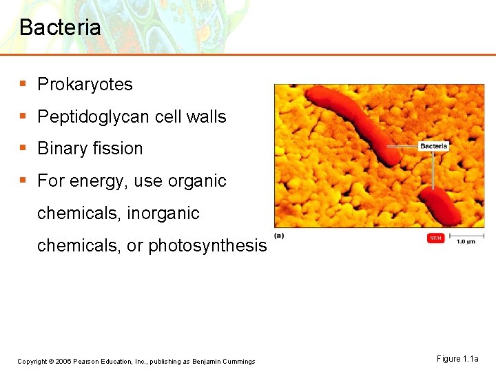 Bacteria § Prokaryotes § Peptidoglycan cell walls § Binary fission § For energy, use