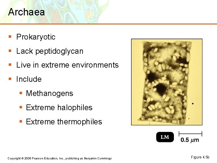 Archaea § Prokaryotic § Lack peptidoglycan § Live in extreme environments § Include §