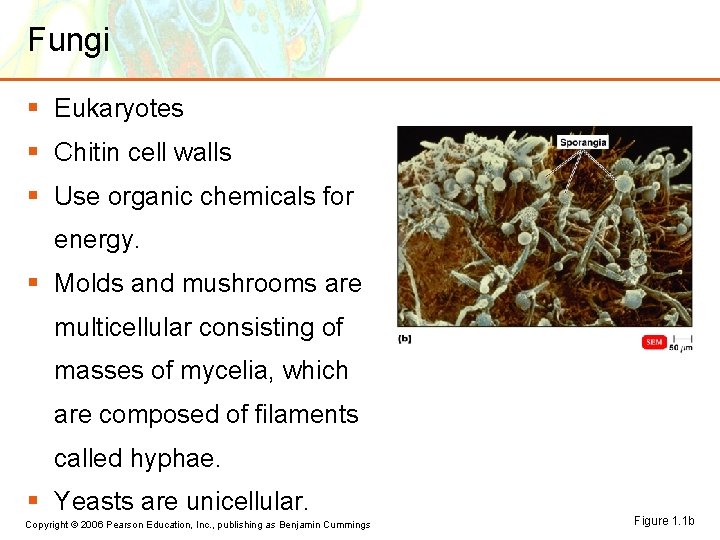 Fungi § Eukaryotes § Chitin cell walls § Use organic chemicals for energy. §