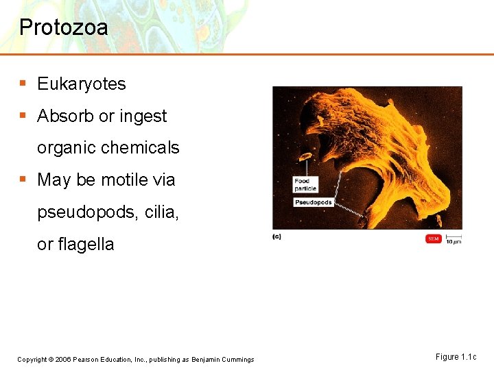 Protozoa § Eukaryotes § Absorb or ingest organic chemicals § May be motile via