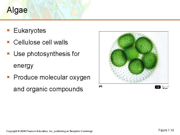 Algae § Eukaryotes § Cellulose cell walls § Use photosynthesis for energy § Produce