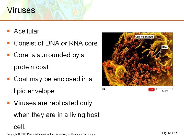 Viruses § Acellular § Consist of DNA or RNA core § Core is surrounded