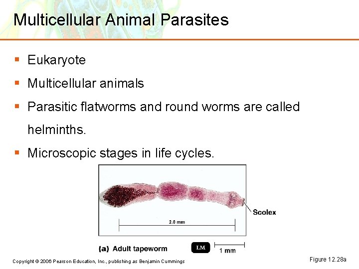 Multicellular Animal Parasites § Eukaryote § Multicellular animals § Parasitic flatworms and round worms