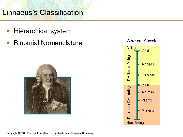 Linnaeus’s Classification § Hierarchical system § Binomial Nomenclature Copyright © 2006 Pearson Education, Inc.