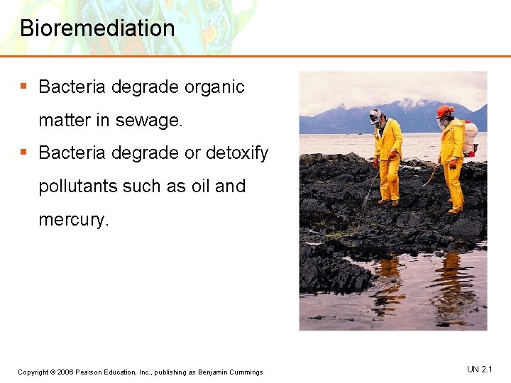 Bioremediation § Bacteria degrade organic matter in sewage. § Bacteria degrade or detoxify pollutants