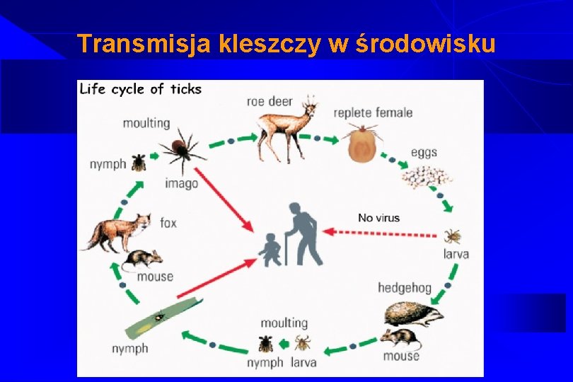 Transmisja kleszczy w środowisku 