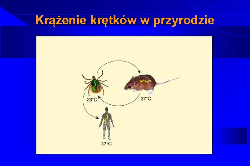 Krążenie krętków w przyrodzie 