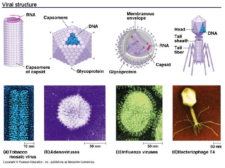 Viral structure 