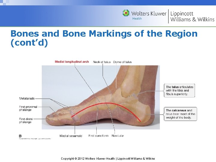 Bones and Bone Markings of the Region (cont’d) Copyright © 2012 Wolters Kluwer Health