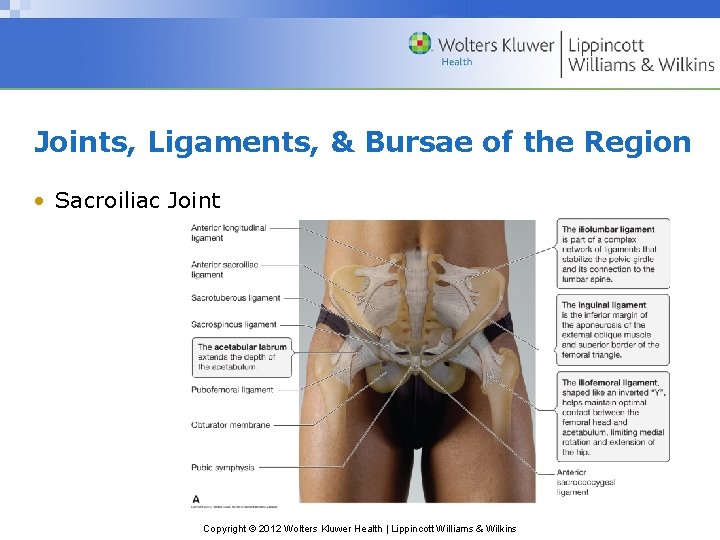 Joints, Ligaments, & Bursae of the Region • Sacroiliac Joint Copyright © 2012 Wolters