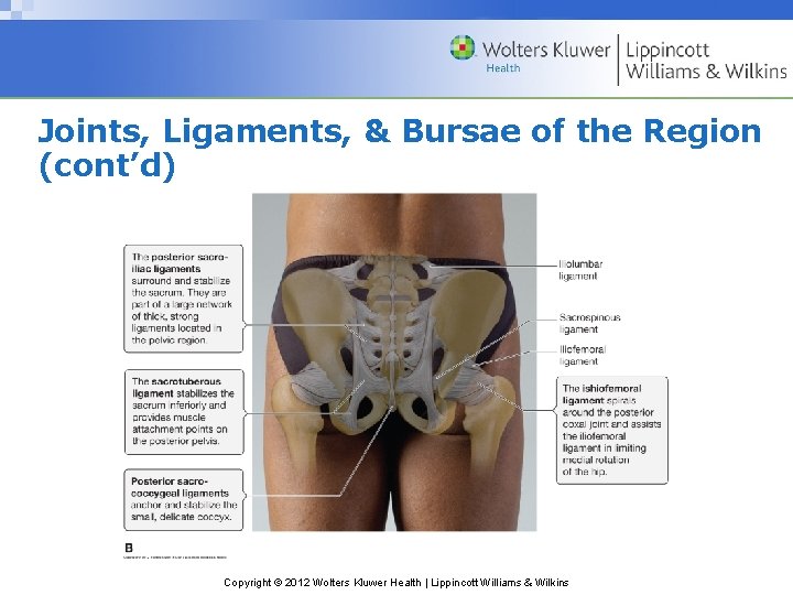 Joints, Ligaments, & Bursae of the Region (cont’d) Copyright © 2012 Wolters Kluwer Health