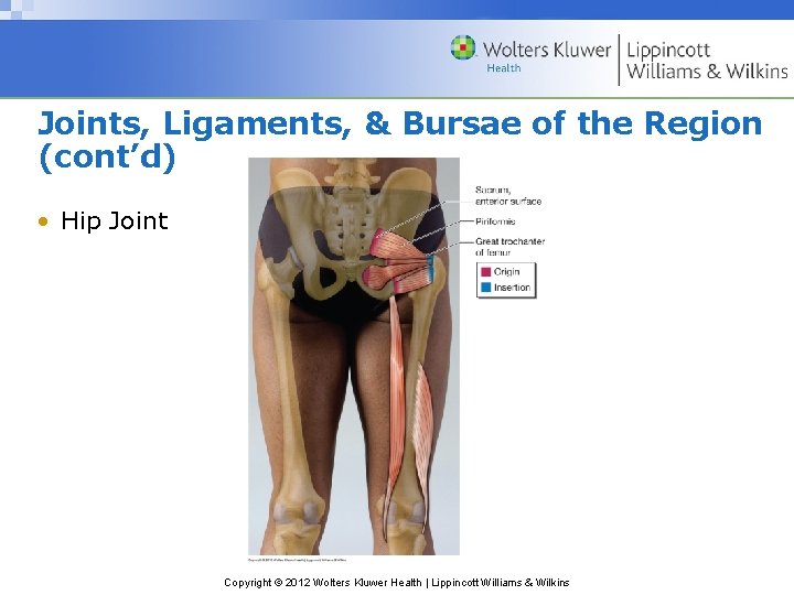 Joints, Ligaments, & Bursae of the Region (cont’d) • Hip Joint Copyright © 2012