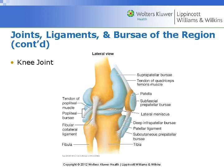 Joints, Ligaments, & Bursae of the Region (cont’d) • Knee Joint Copyright © 2012