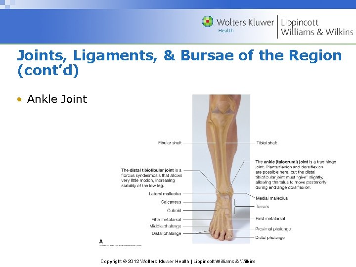 Joints, Ligaments, & Bursae of the Region (cont’d) • Ankle Joint Copyright © 2012