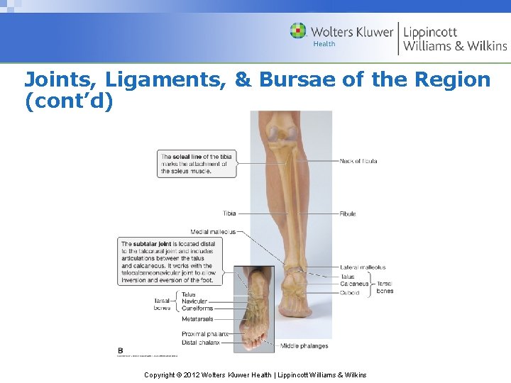 Joints, Ligaments, & Bursae of the Region (cont’d) Copyright © 2012 Wolters Kluwer Health