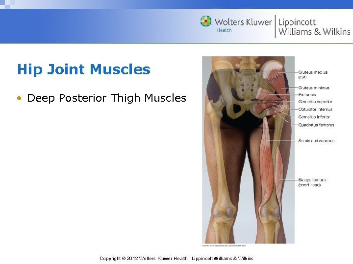 Hip Joint Muscles • Deep Posterior Thigh Muscles Copyright © 2012 Wolters Kluwer Health