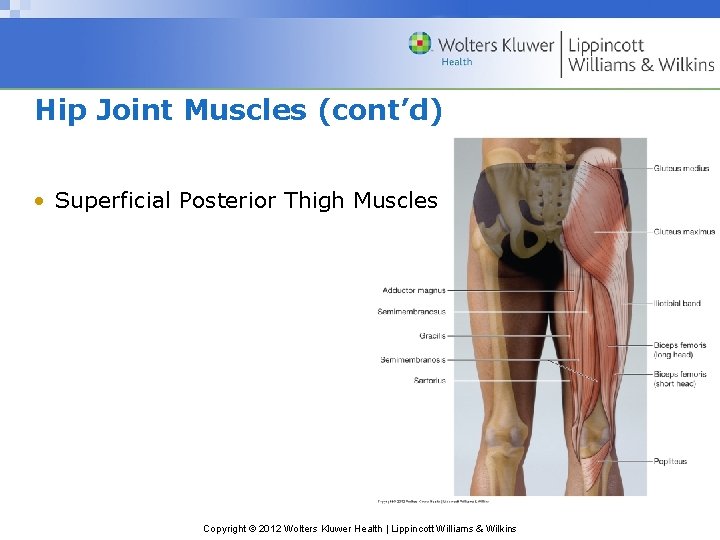 Hip Joint Muscles (cont’d) • Superficial Posterior Thigh Muscles Copyright © 2012 Wolters Kluwer