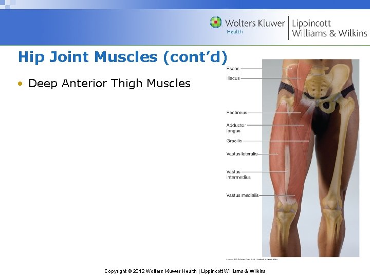 Hip Joint Muscles (cont’d) • Deep Anterior Thigh Muscles Copyright © 2012 Wolters Kluwer