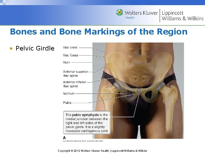 Bones and Bone Markings of the Region • Pelvic Girdle Copyright © 2012 Wolters