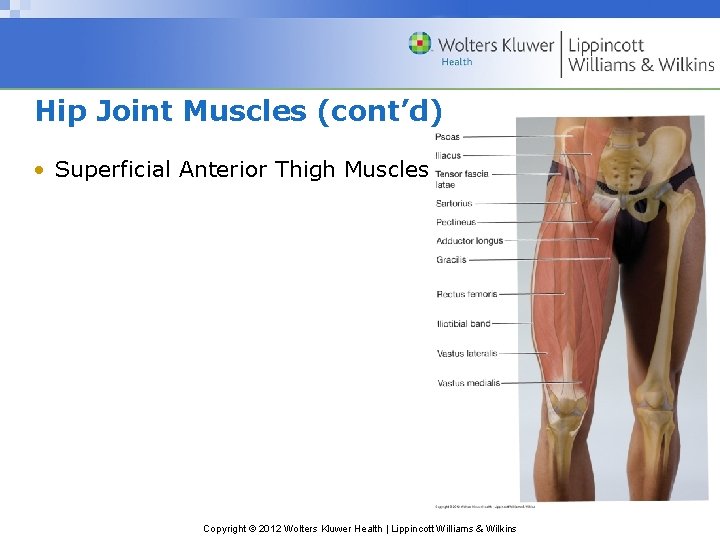 Hip Joint Muscles (cont’d) • Superficial Anterior Thigh Muscles Copyright © 2012 Wolters Kluwer