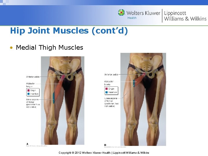 Hip Joint Muscles (cont’d) • Medial Thigh Muscles Copyright © 2012 Wolters Kluwer Health