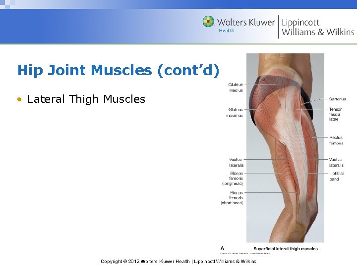 Hip Joint Muscles (cont’d) • Lateral Thigh Muscles Copyright © 2012 Wolters Kluwer Health