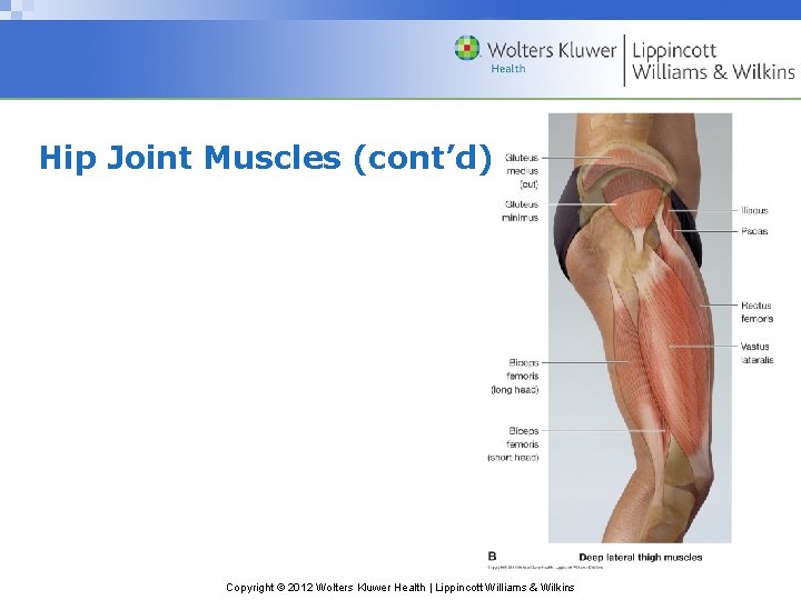 Hip Joint Muscles (cont’d) Copyright © 2012 Wolters Kluwer Health | Lippincott Williams &